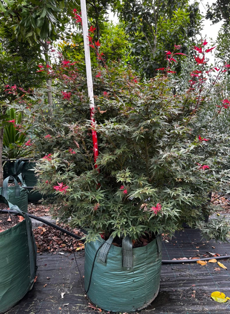 Acer Palmatum 'Shaina'
