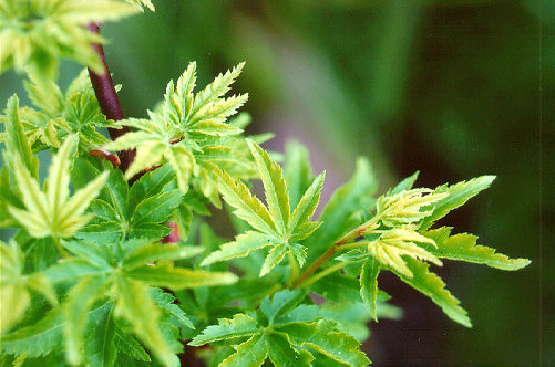 Acer Palmatum 'Shishigashira' (upright)