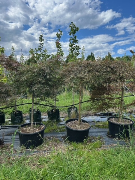 Acer Palmatum Dissectum 'Inaba Shidare' (weeping)