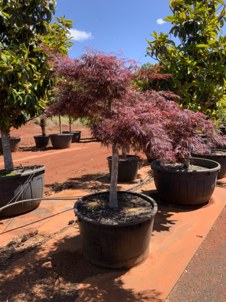 Acer Palmatum Dissectum ‘Viridis’ (Green Weeping Japanese Maple) Standards