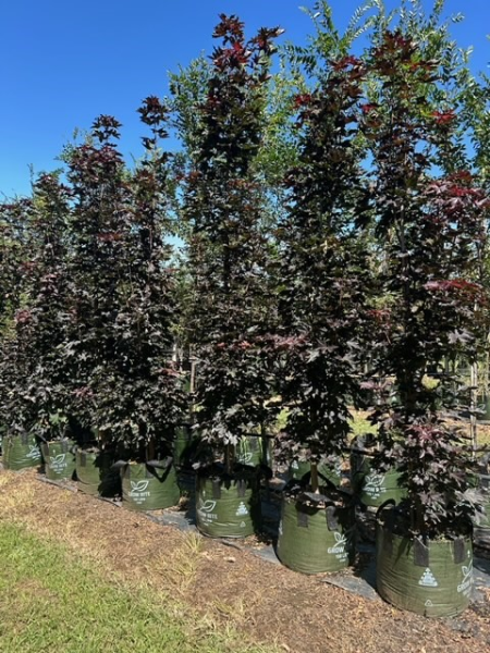 Acer Platanoides 'Crimson Sentry' (upright)