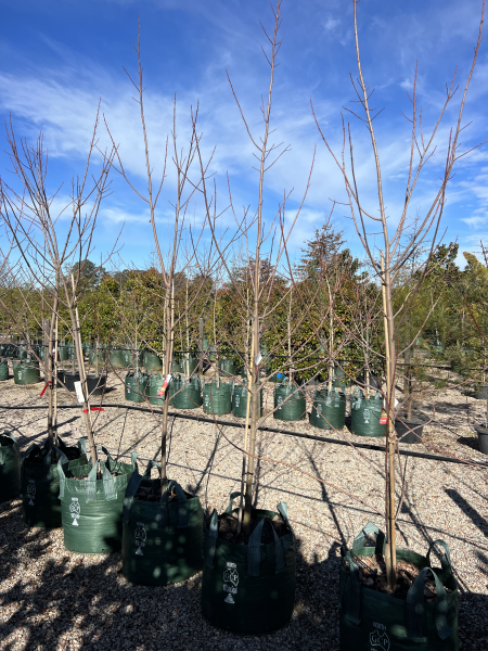 Acer Rubrum "Autumn Red'  (Canadian Maple)