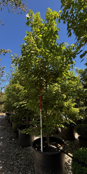 Acer Rubrum 'October Glory' (October Glory Maple)