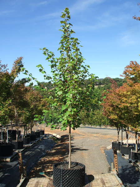 Acer rubrum 'October Glory' (October Glory Maple)