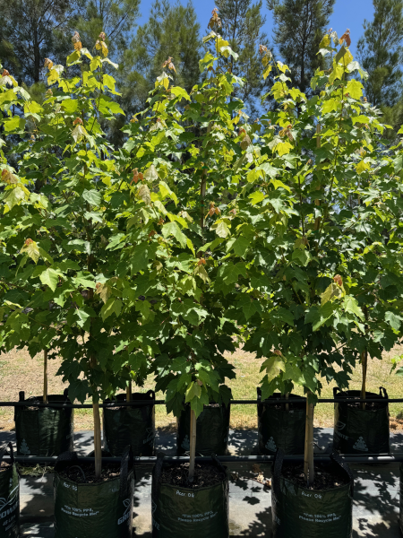 Acer rubrum 'October Glory' (October Glory Maple)