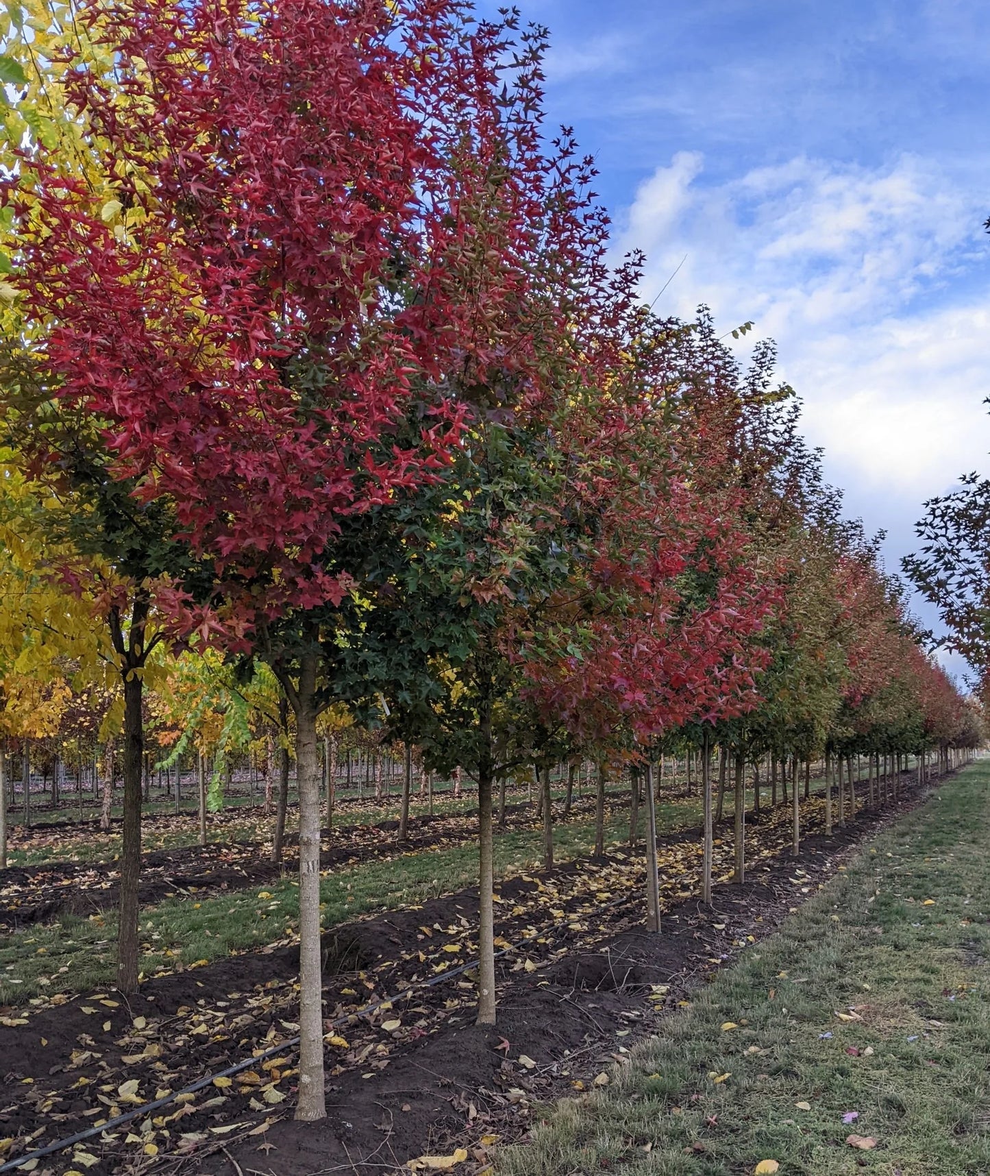 Acer Truncatum × Acer Platanoides ‘JFS-KW249’ (Ruby Sunset® Maple)