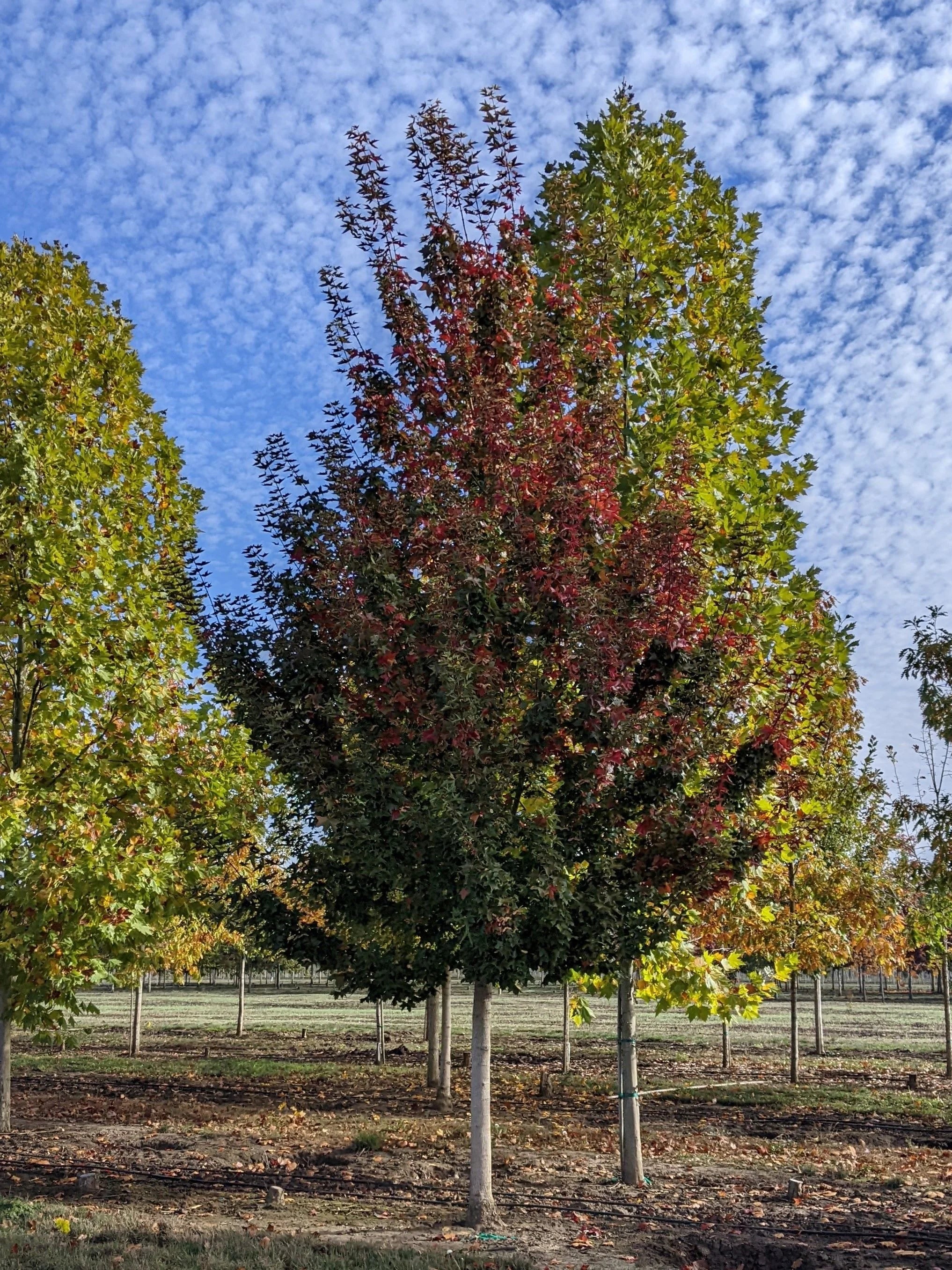 Acer Truncatum × Acer Platanoides ‘JFS-KW249’ (Ruby Sunset® Maple)