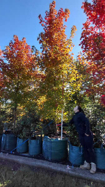 Acer × Freemanii ‘Jeffersred’ Autumn Blaze® (Autumn Blaze Freeman Maple)