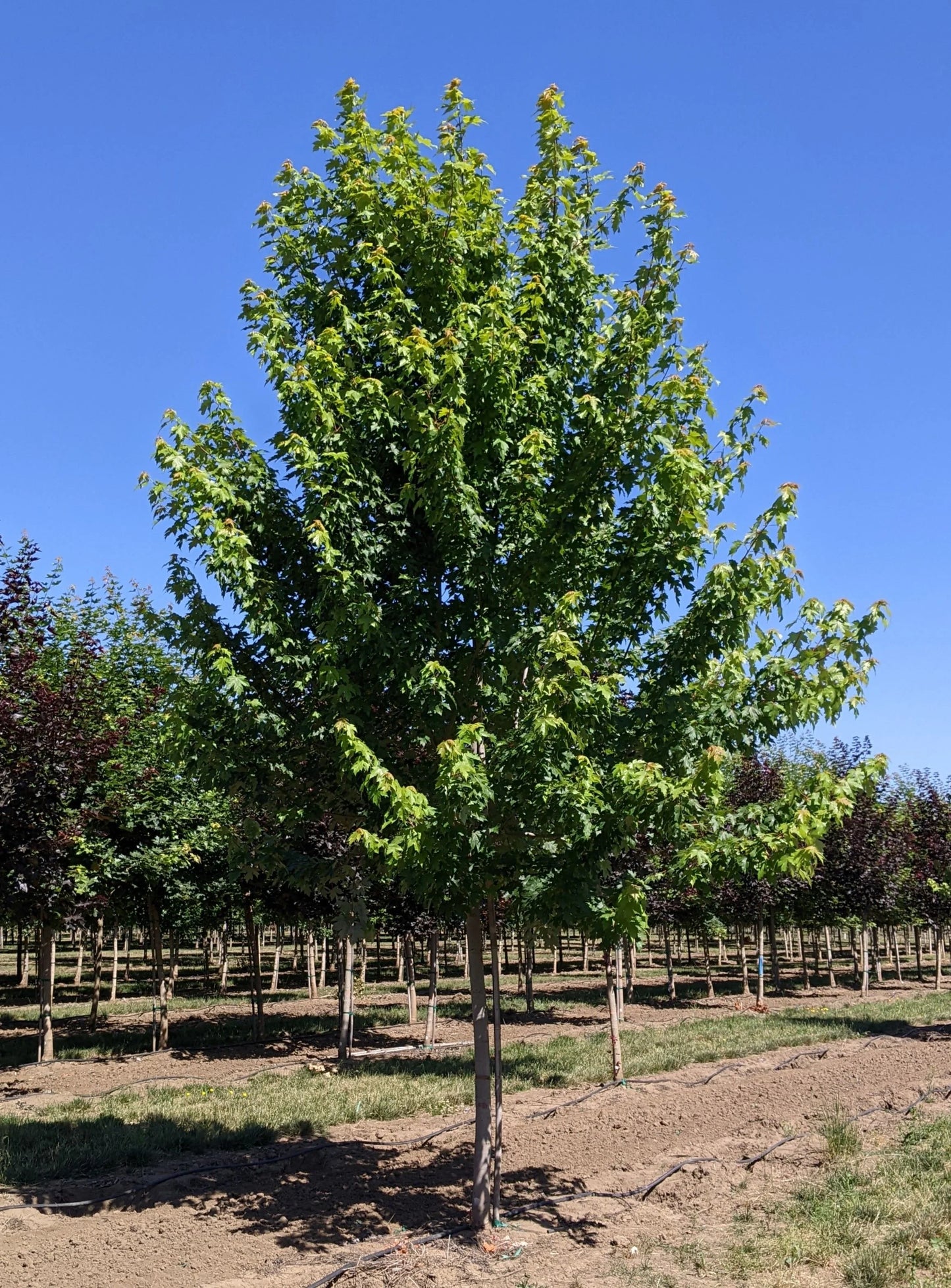 Acer × Freemanii ‘Jeffersred’ Autumn Blaze® (Autumn Blaze Freeman Maple)