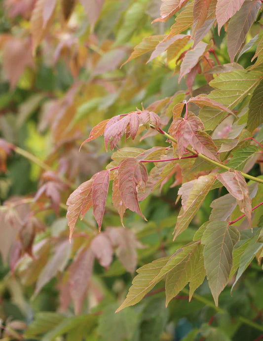Detailed view of the deep burgundy-red leaves of Acer Negundo 'Sensation', showcasing its stunning autumn colours.