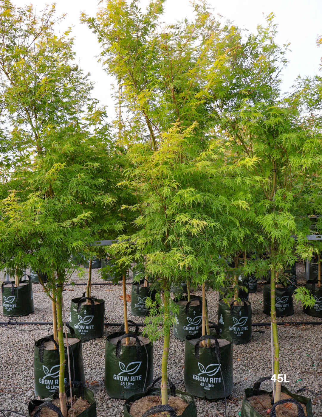 Acer palmatum dissectum ‘Seiryu’ (Seiryu Japanese Maple)
