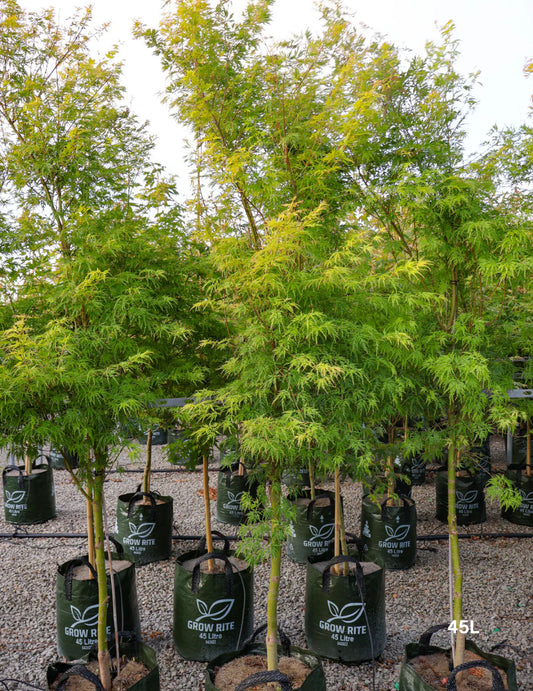 Acer palmatum dissectum ‘Seiryu’ (Seiryu Japanese Maple)