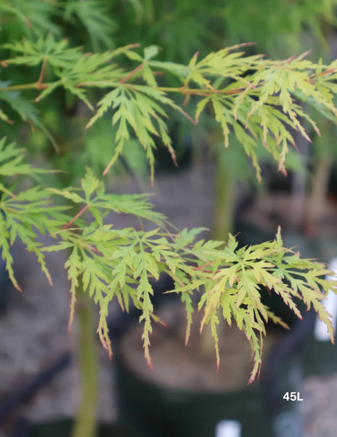 Acer palmatum dissectum ‘Seiryu’ (Seiryu Japanese Maple)