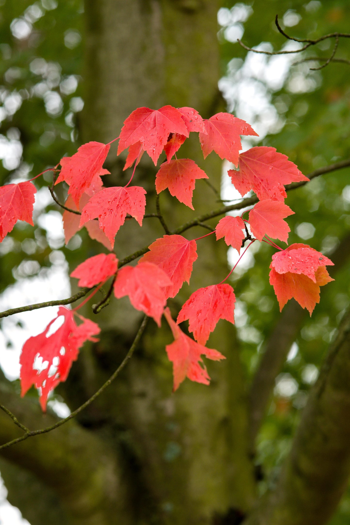 Acer Rubrum "Autumn Red'  (Canadian Maple)