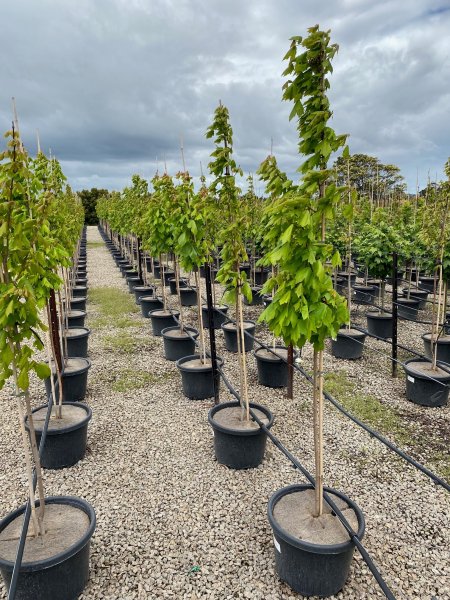 Acer Rubrum "Autumn Red'  (Canadian Maple)