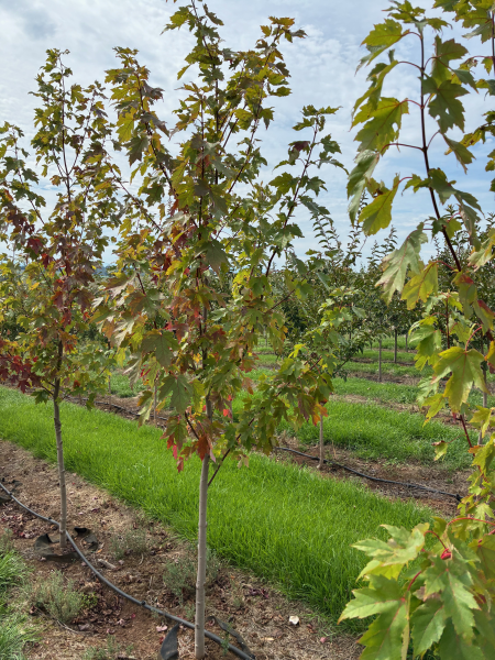 Acer Rubrum "Autumn Red'  (Canadian Maple)
