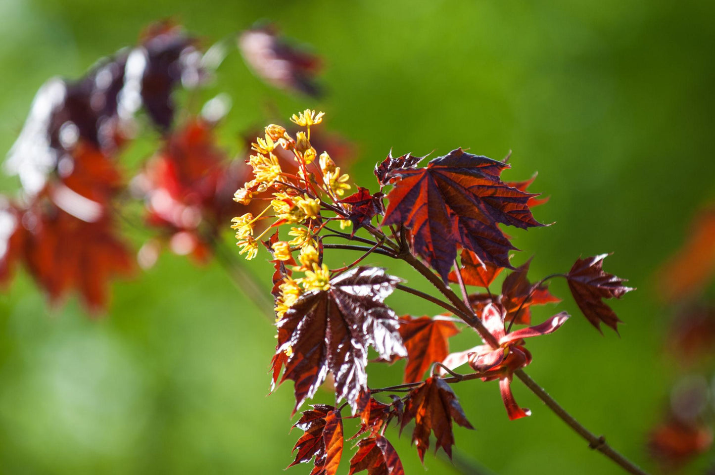 Acer Rubrum "Autumn Red'  (Canadian Maple)