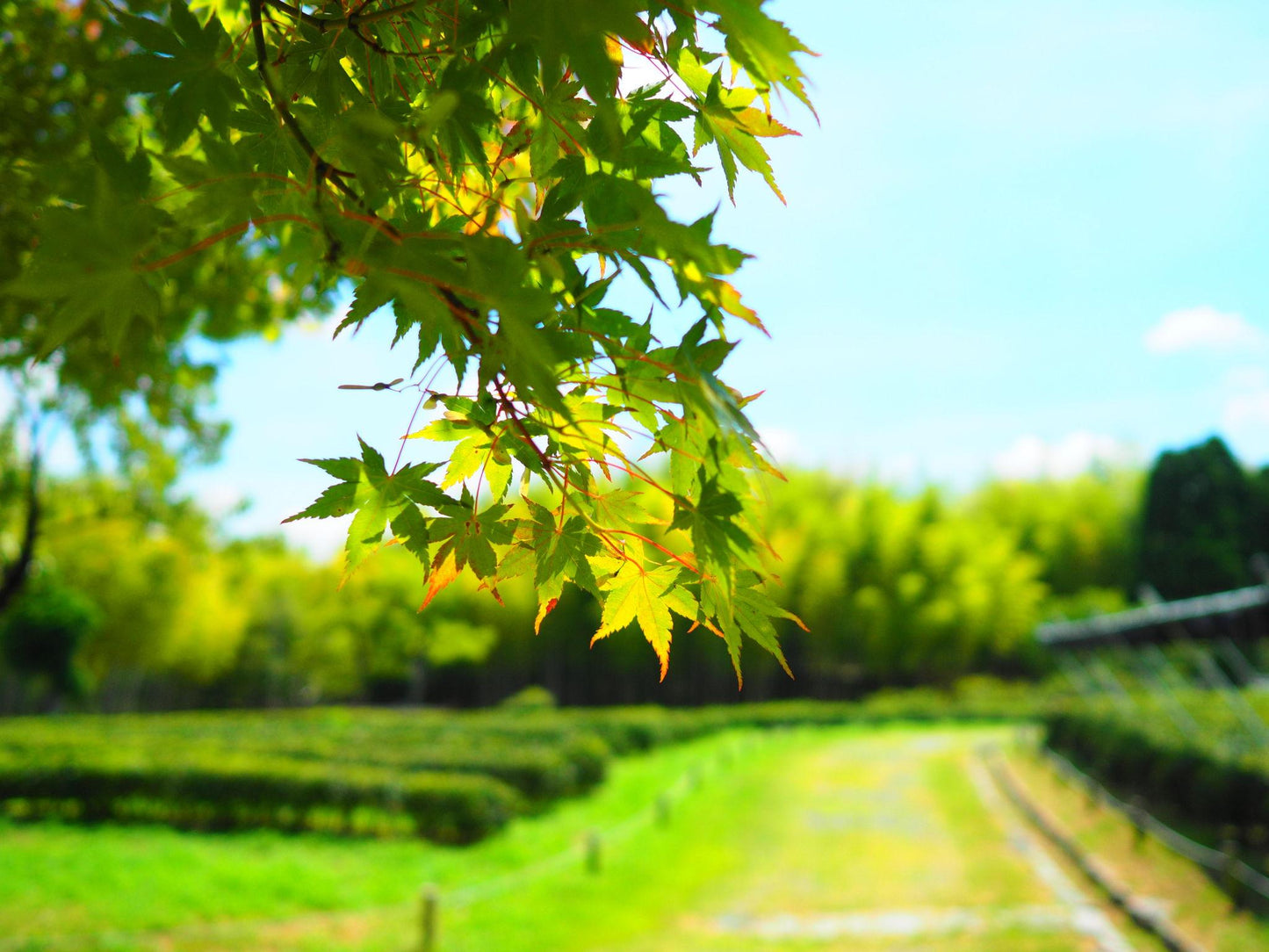Acer Rubrum "Autumn Red'  (Canadian Maple)