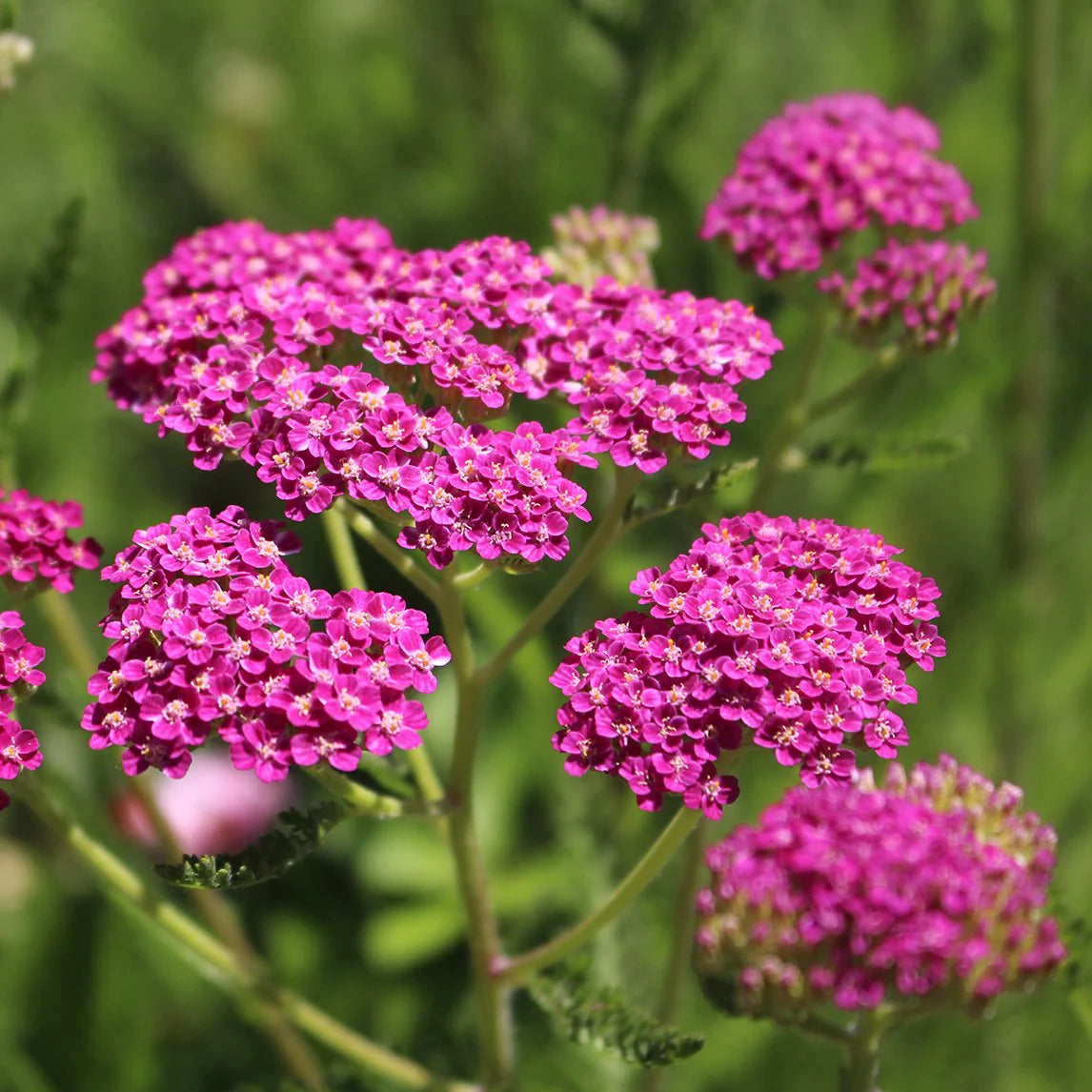 Achillea Millefolium ‘Cerise Queen’ (Cerise Queen Yarrow)
