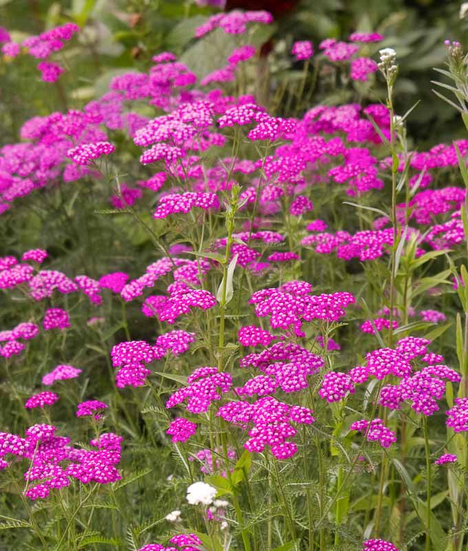 Achillea Millefolium ‘Cerise Queen’ (Cerise Queen Yarrow)