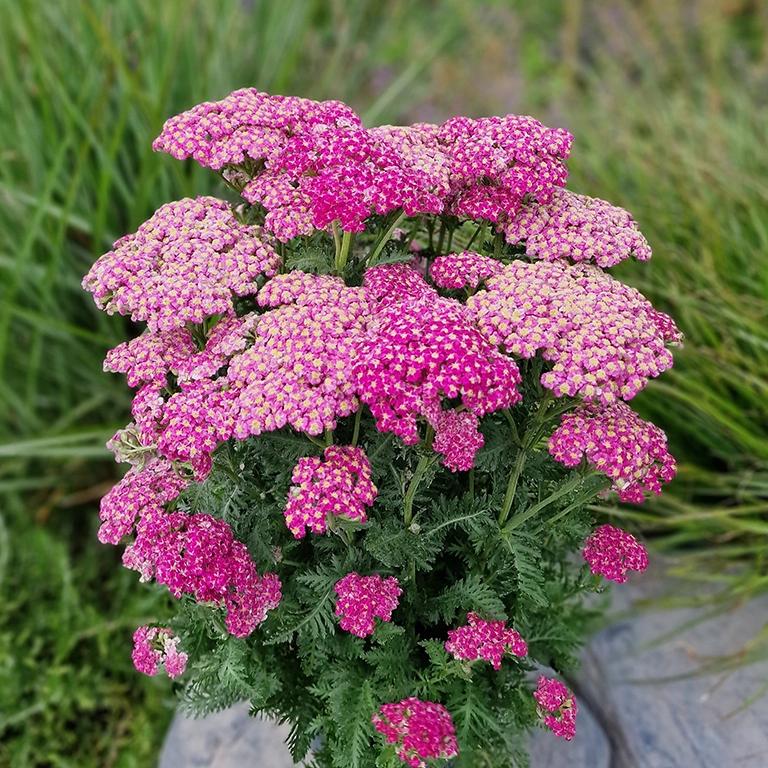 Achillea ‘Colourburst Pink’ (Pink Yarrow)