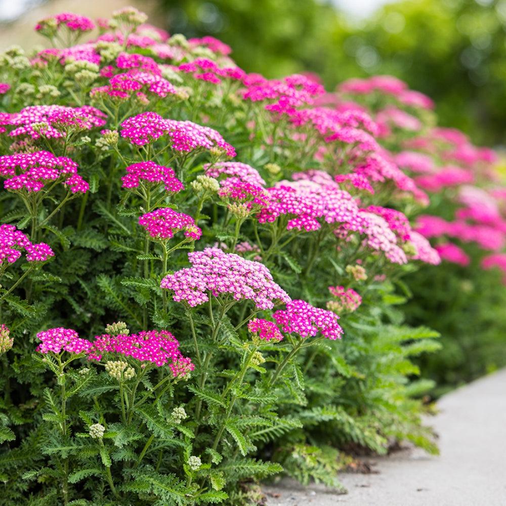 Achillea ‘Colourburst Pink’ (Pink Yarrow)