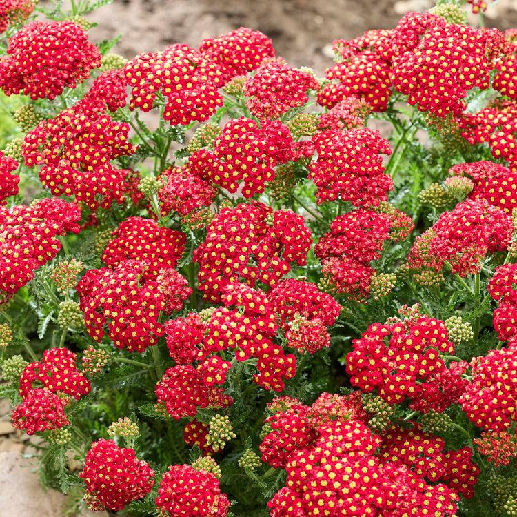 Achillea ‘Colourburst Red’ (Red Yarrow)