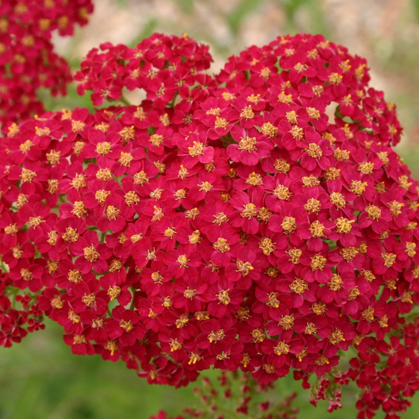 Achillea ‘Colourburst Red’ (Red Yarrow)