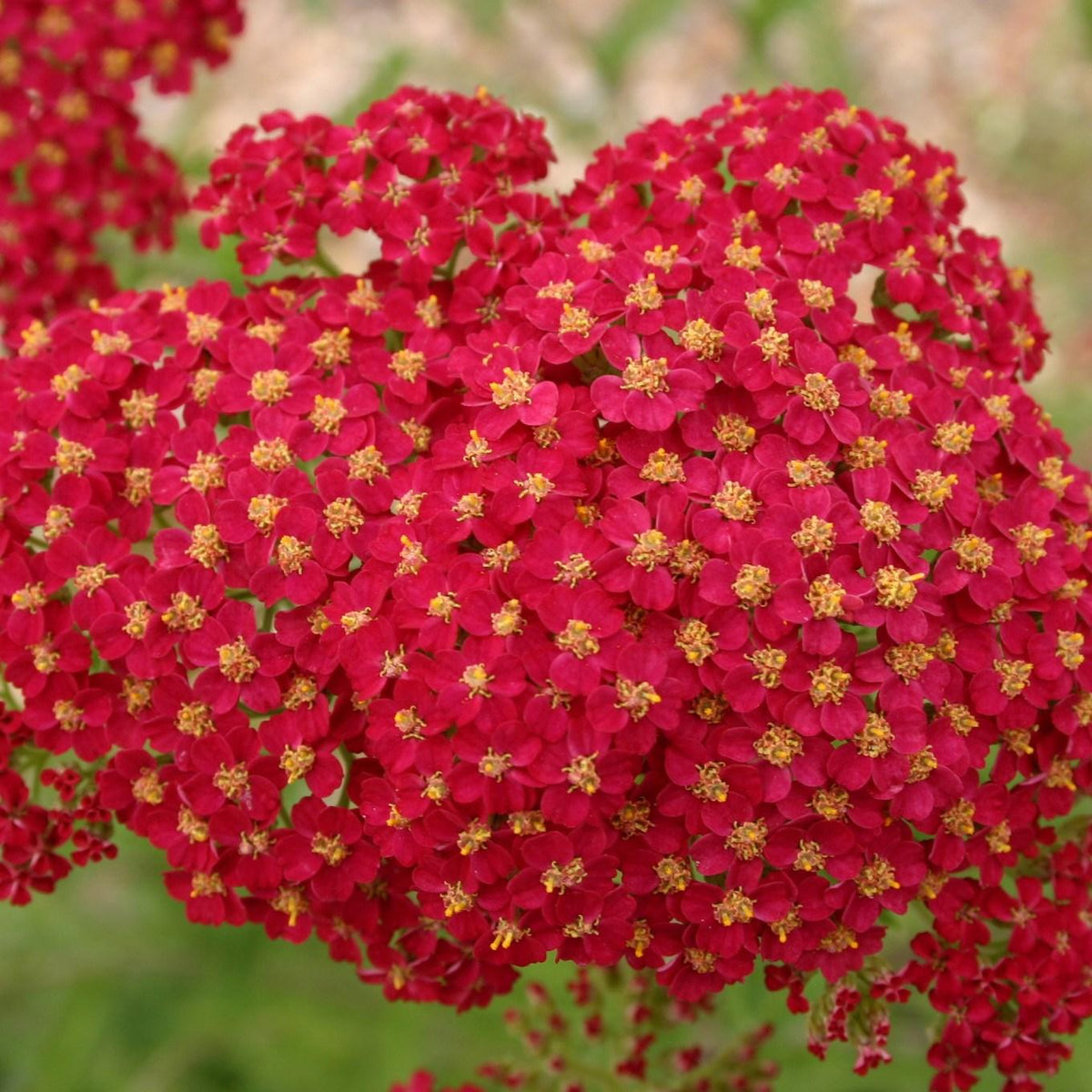 Achillea ‘Colourburst Red’ (Red Yarrow)