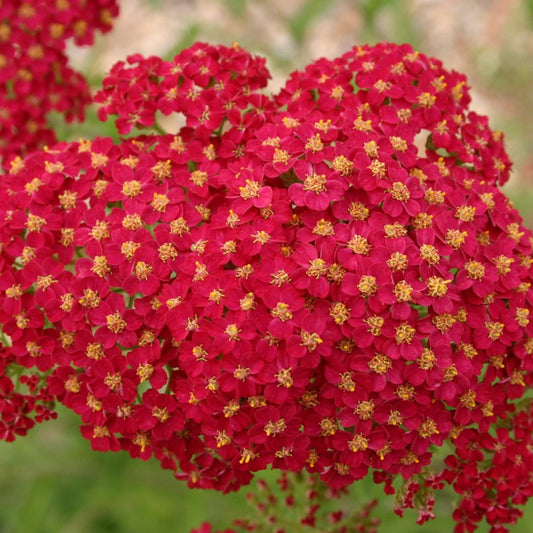 Achillea ‘Colourburst Red’ (Red Yarrow)