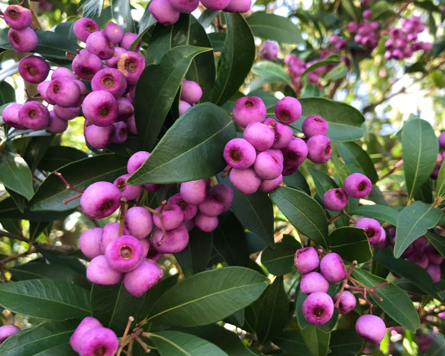 Acmena Smithii (Lilly Pilly)