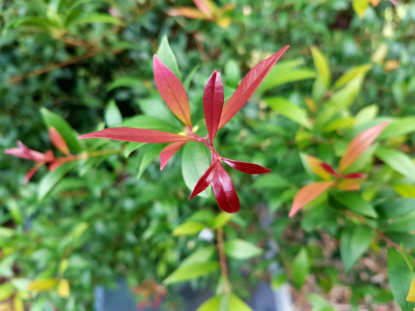 Acmena smithii ‘Red Tip’ (Red Tip Lilly Pilly)
