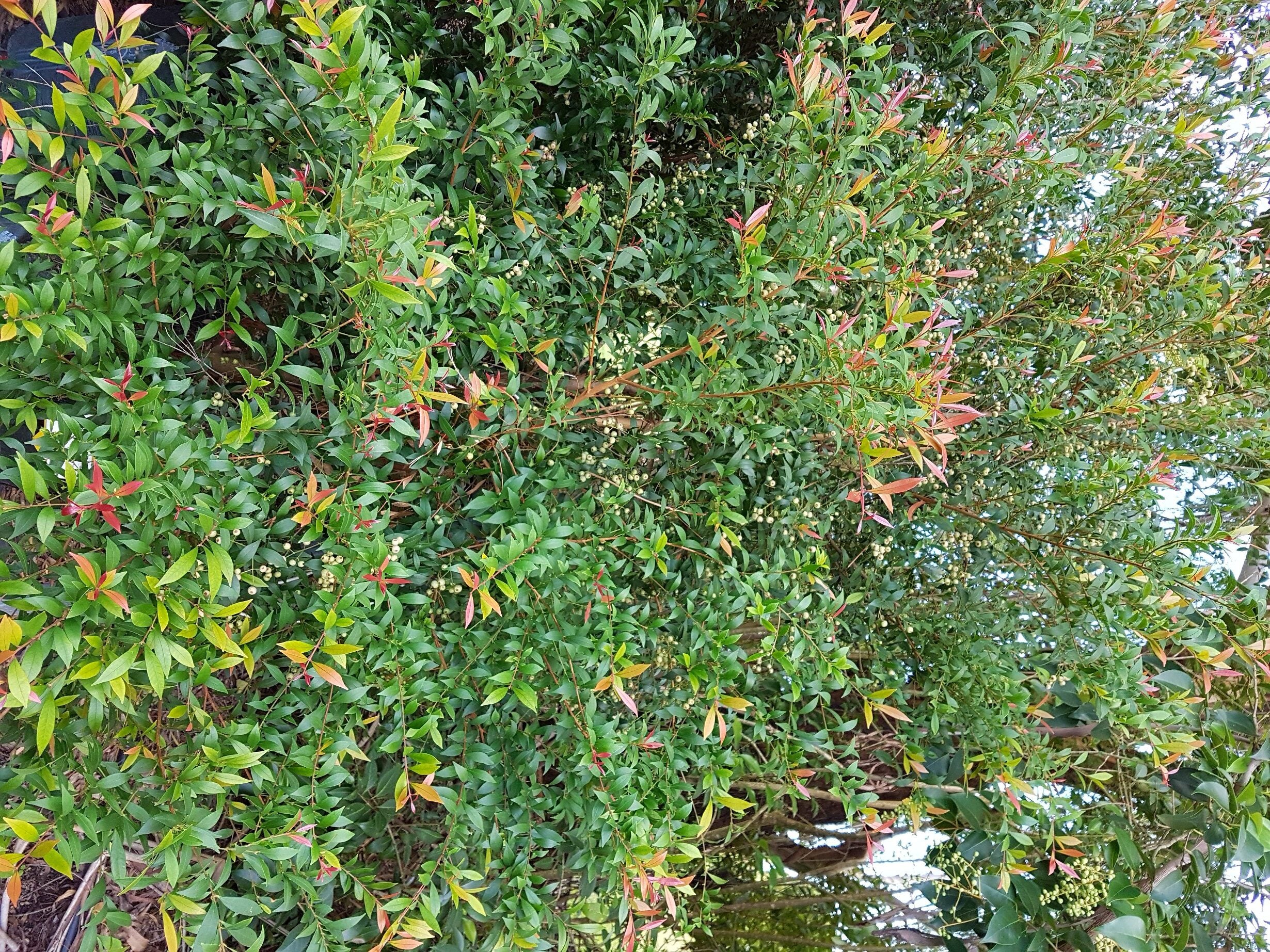 Acmena smithii ‘Red Tip’ (Red Tip Lilly Pilly)