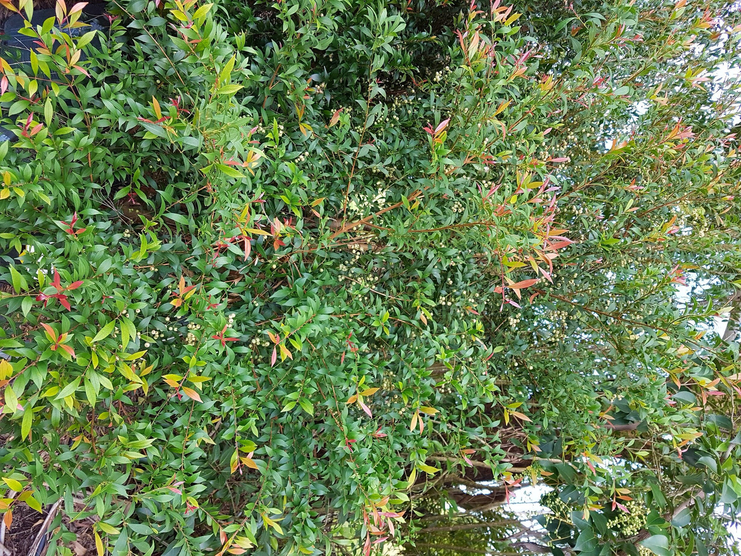 Acmena smithii ‘Red Tip’ (Red Tip Lilly Pilly)