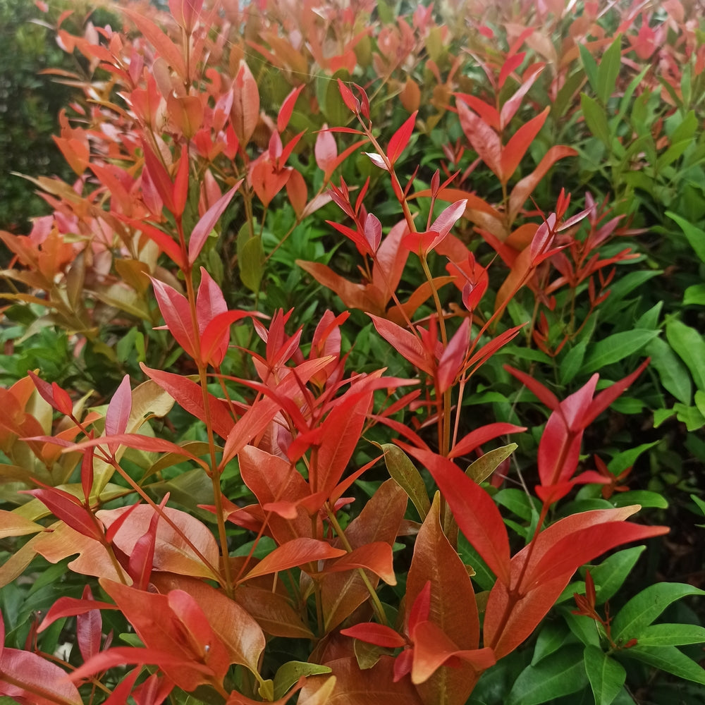 Acmena smithii ‘Minor Red Tip’ (Dwarf Red Tip Lilly Pilly)