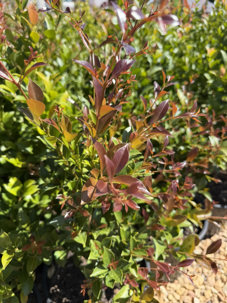 Acmena Smithii ‘BWNRED’ RED HEAD™ (Red Head Lilly Pilly)