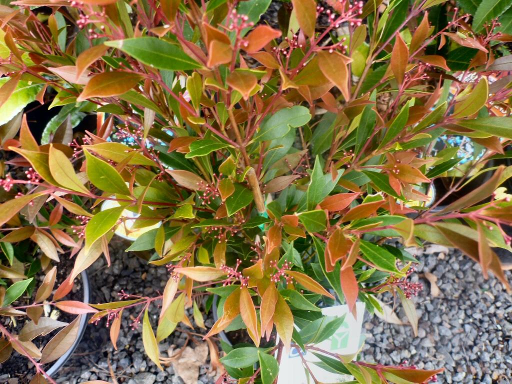 Acmena Smithii ‘Forest Flame’ (Forest Flame Lilly Pilly)