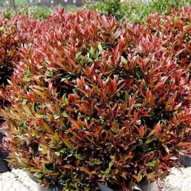 Acmena Smithii ‘Forest Flame’ (Forest Flame Lilly Pilly)
