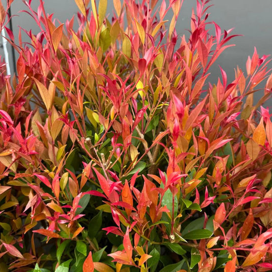 Acmena Smithii ‘Orange Crush’ (Orange Crush Lilly Pilly)