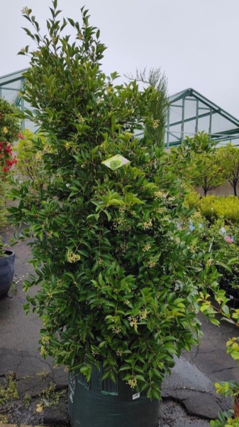Acmena Smithii ‘DOW30’ (Sublime Lilly Pilly)