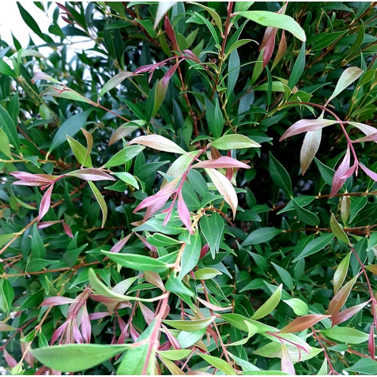 Acmena Smithii ‘Minor Cherry Surprise’ (Cherry Surprise)
