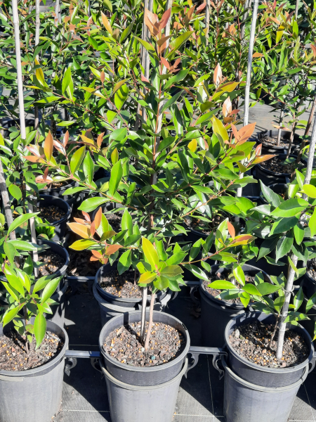 Acmena Hemilampra (Blush Satinash)