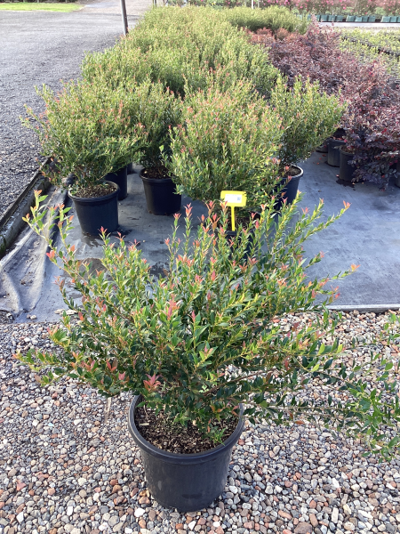 Acmena Smithii ‘Little Ruby’  (Little Ruby Lilly Pilly)