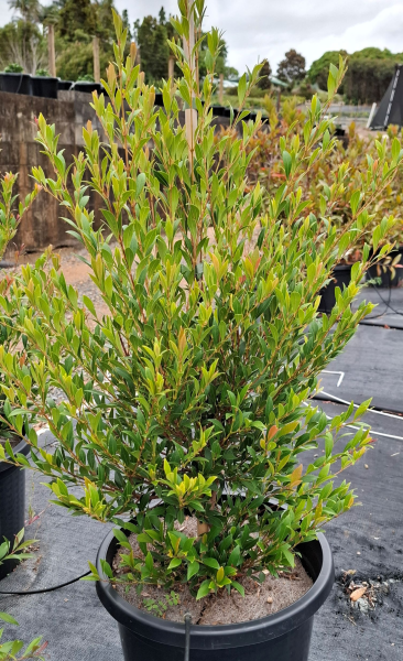 Acmena Smithii Minor (Dwarf Creek Lilly Pilly)