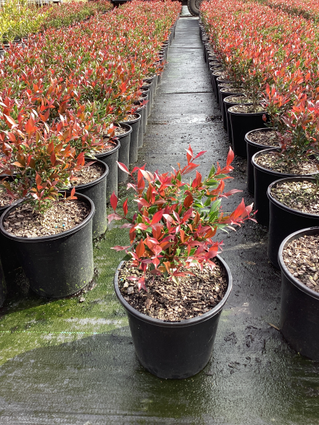 Acmena Smithii ‘Little Ruby’  (Little Ruby Lilly Pilly)