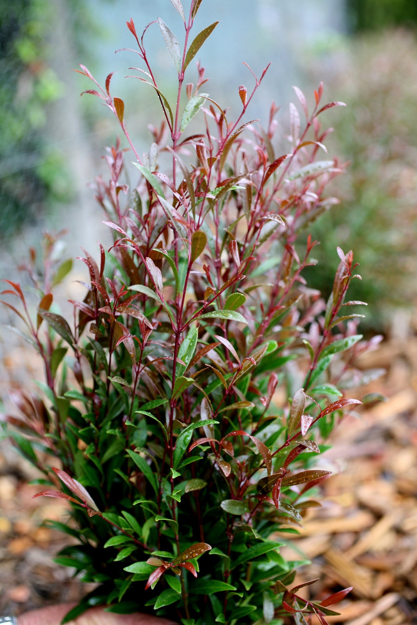Acmena Smithii ‘Little Ruby’  (Little Ruby Lilly Pilly)
