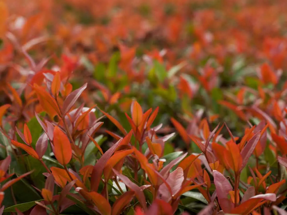 Acmena Smithii ‘Little Ruby’  (Little Ruby Lilly Pilly)