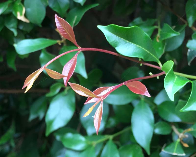 Acmena Smithii ‘Little Ruby’  (Little Ruby Lilly Pilly)