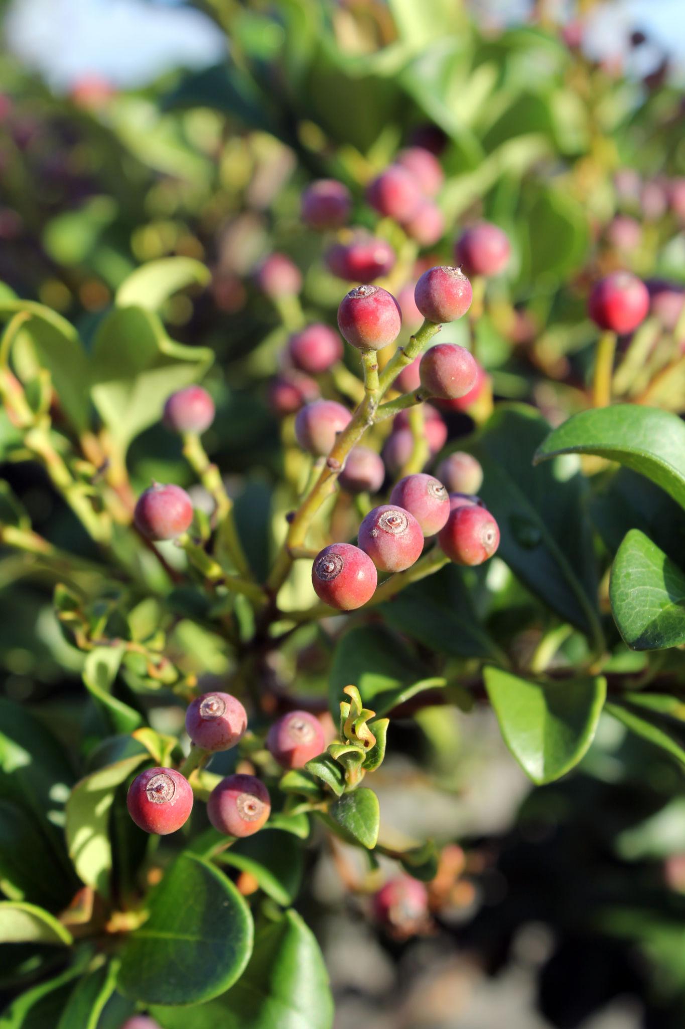 Acmena Smithii ‘Little Ruby’  (Little Ruby Lilly Pilly)