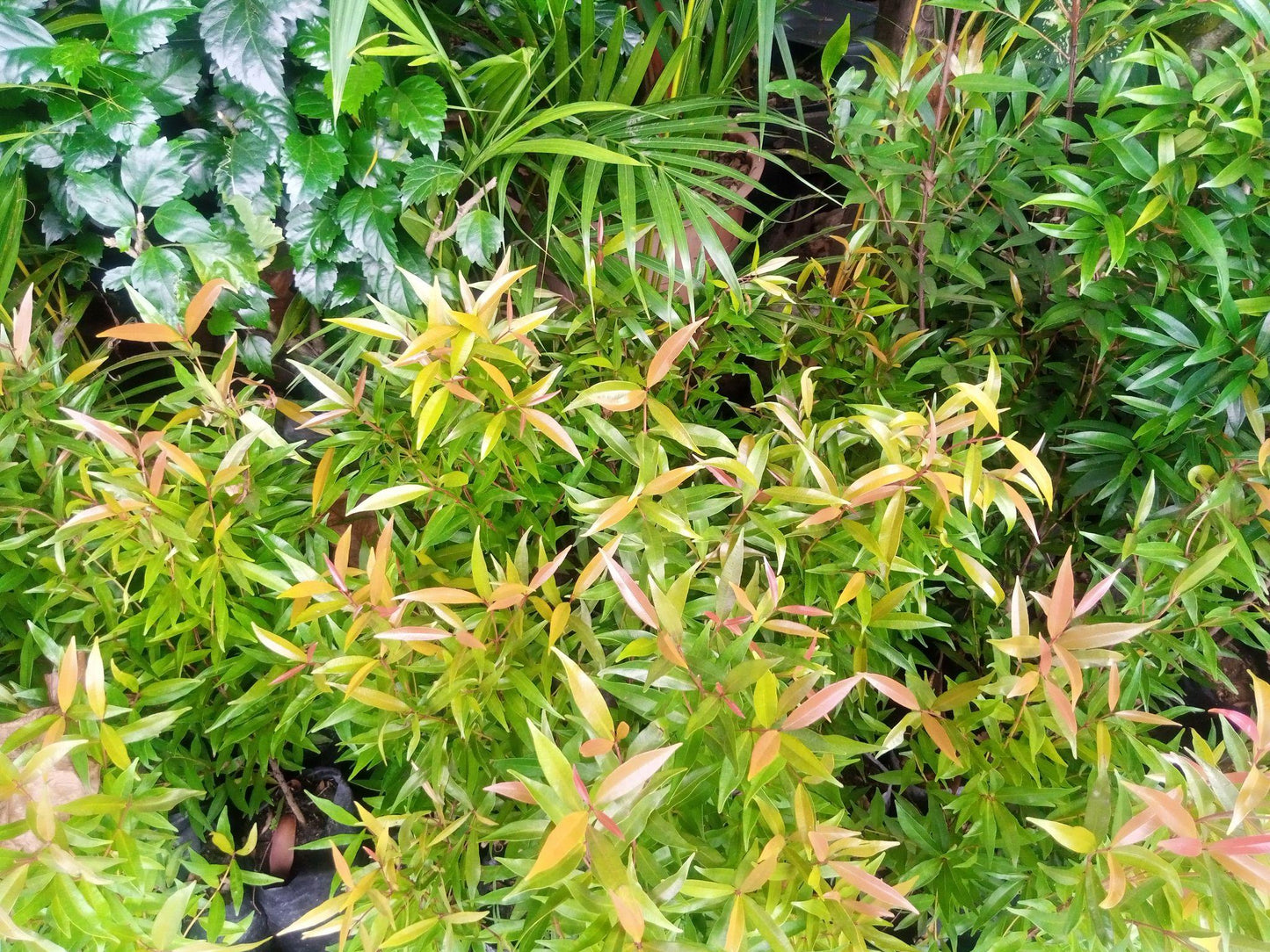 Acmena Smithii ‘Little Ruby’  (Little Ruby Lilly Pilly)
